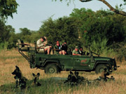 Guests observe a pack of endangered African wild dogs relaxing in the shade at Chitabe in the Okavango Delta, Botswana.  Chitabe is one of the best places to see wild dogs in the Okavango Delta.