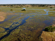 Lush waterways and floodplains as seen from a helicopter at Mombo in the Okavango Delta, Botswana.
