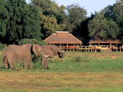 Elephants graze on the floodplain in front of Mombo in the Okavango Delta, Botswana.