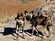A pair of African wild dogs stands watchfully on a termite mound at Mombo in the Okavango Delta, Botswana.