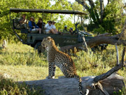 Guests observe a leopard sitting on a log at Mombo Camp in the Okavango Delta, Botswana.