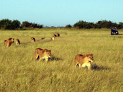 Guests in a Land Rover look on as a lion pride moves through the grass at Duba Plains in the Okavango Delta, Botswana.