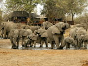 A thirsty herd of elephants drinks in front of Savuti Camp in the Linyanti Reserve, Botswana.