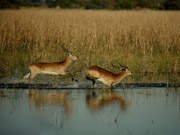 A pair of red lechwe bound through the water at Mombo in the Okavango Delta, Botswana.  Lechwe have special splayed hooves which enable them to move rapidly through their watery environment.