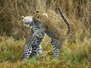 A mother leopard and her cub wrestle playfully at Chitabe in the Okavango Delta, Botswana.