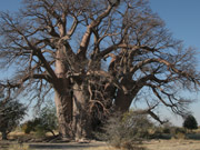 Chapman's Baobab is one of several enormous trees which served as landmarks for early explorers in the Makgadikgadi Pans, Botswana.