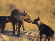 A sub-adult brown hyena exchanges a nose-to-nose greeting with a young cub at Jack's Camp in the Makgadikgadi Pans, Botswana.
