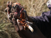 A San Bushman guide shows guests one of the medicinal roots found in the Kalahari at Jack's Camp in the Makgadikgadi Pans, Botswana