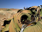 The welwitschia mirabilis plant, endemic to the Namib desert, can live to be over 1,000 years old.