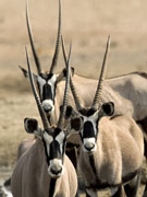 Gemsbok (oryx) are uniquely adapted to survive in the desert environment of Namibia.