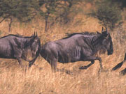 Wildebeest thunder across the plains of the Serengeti in Tanzania on the Great Migration.