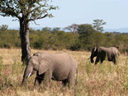 Elephants graze in South Lunagwa National Park, Zambia.