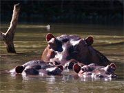 Hippos are a mainstay in the Zambezi river environment.