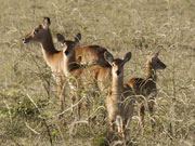A puku quartet, South Luangwa National Park, Zambia.