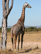 Thornycroft's giraffe, with its unique dark-patterned coat, is localised to the Luangwa Valley, Zambia.