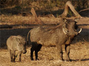 A mother warthog and her youngster in Lower Zambezi National Park.