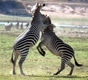 Zebra tussle on the plains of South Luangwa National Park, Zambia.