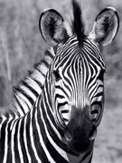 Close-up portrait of the Crawshy's Zebra, endemic to South Luangwa National Park, Zambia.