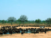 Huge herds of buffalo are often seen on game drives at Makalolo Plains, Hwange National Park, Zimbabwe.