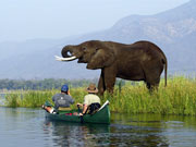 Guests meet an elephant while canoeing on the Zambezi from Ruckomechi Camp, Mana Pools National Park, Zimbabwe.