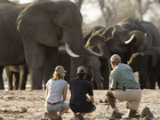 A close encounter with a herd of elephant on a walking safari at Makalolo Plains, Hwange National Park, Zimbabwe.