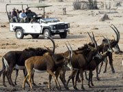 Guest encounter a herd of rare roan antelope on a game drive at Makalolo Plains, Hwange National Park, Zimbabwe