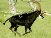 Makalolo Plains in Hwange National Park, Zimbabwe, is one of the best places in Africa to see the magnificent sable antelope.