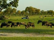 Guests observe a herd of wildebeest on a game drive in Hwange National Park, Zimbabwe.
