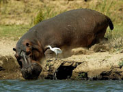 A hippo walks down to the river's edge near Ruckomechi Camp, Mana Pools National Park, Zimbabwe.