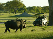Guests encounter a white rhino on a game drive in Hwange National Park, Zimbabwe.